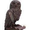 An Owl's Tale 14.5cm Owls New Arrivals